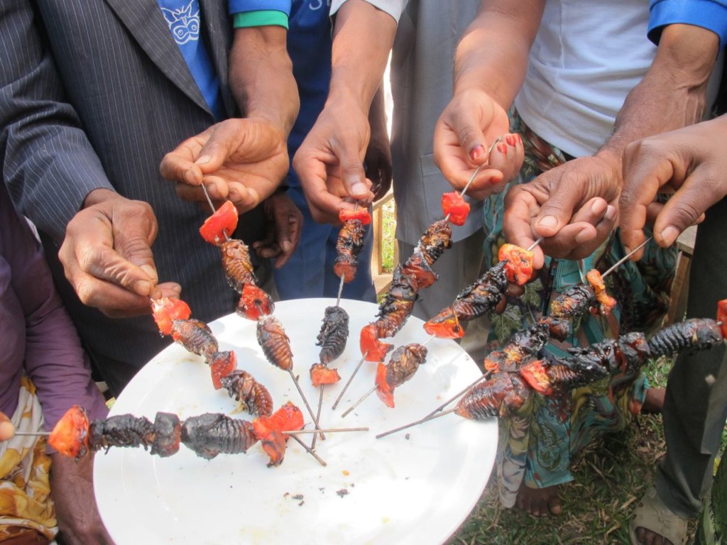 Edible insects, a protein solution for Madagascar