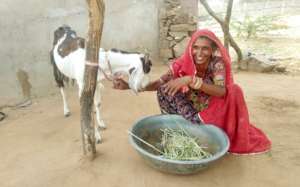 Empowering Rural Women's with Goat Rearing !!