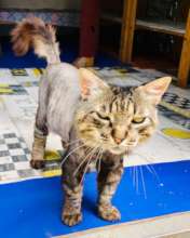 Senor Wilson with his new look!