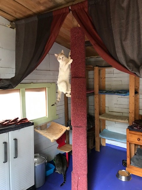 Support No Kill Cat Sanctuary