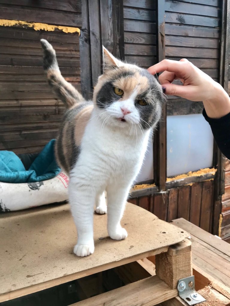 Support No Kill Cat Sanctuary