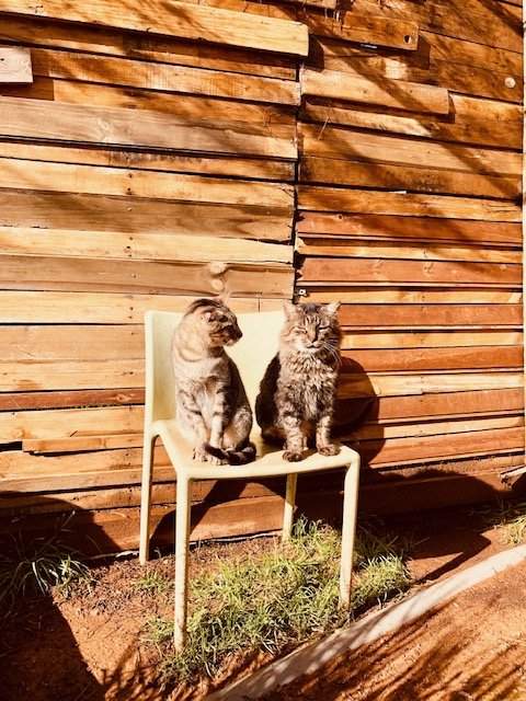 Support No Kill Cat Sanctuary