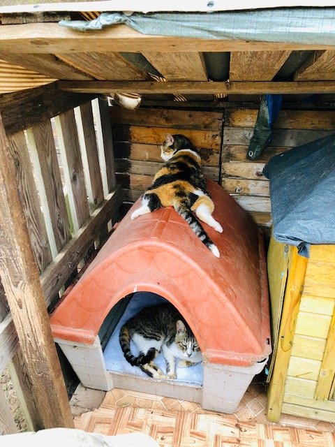 Support No Kill Cat Sanctuary