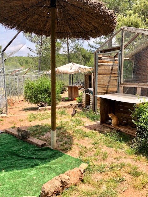 Support No Kill Cat Sanctuary