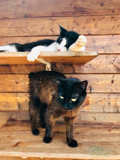 Support No Kill Cat Sanctuary