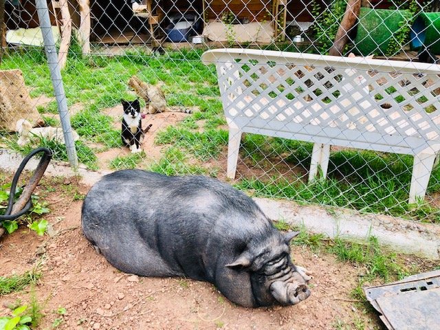 Support No Kill Cat Sanctuary