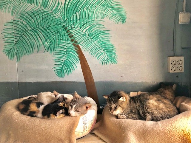 Support No Kill Cat Sanctuary