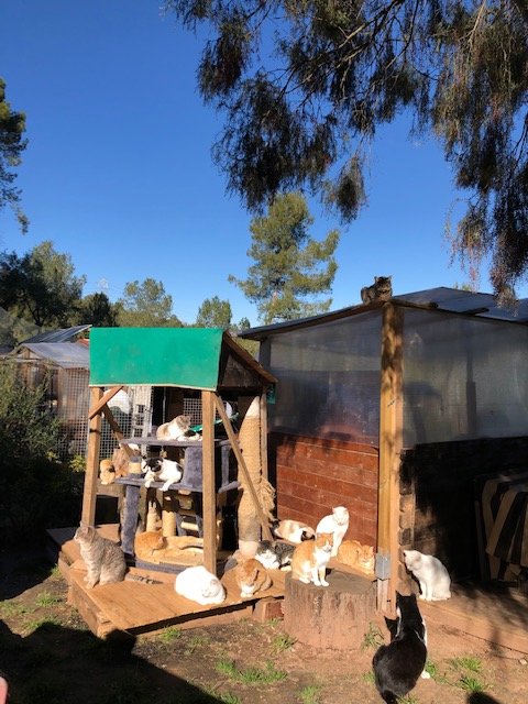 Support No Kill Cat Sanctuary