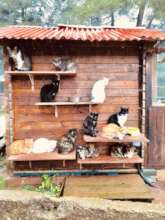 Support No Kill Cat Sanctuary