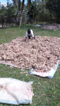 69.5 kilos of cocoons!