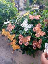 SEPALIM moth ornaments