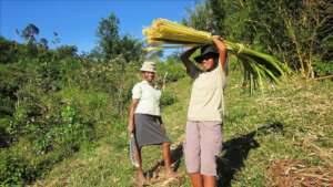 Lalaina harvesting raffia in Ambodimangatelo
