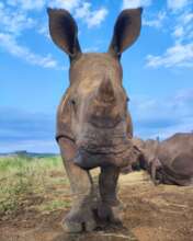 Zululand Rhino Orphanage