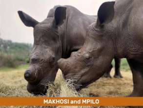 Makhosi & Mpilo and Pedaling Against Poaching