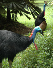 cassowary in the wild