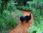 Cassowary Moat