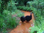 Cassowary Moat