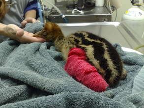 Injured Cassowary Receiving Good Care