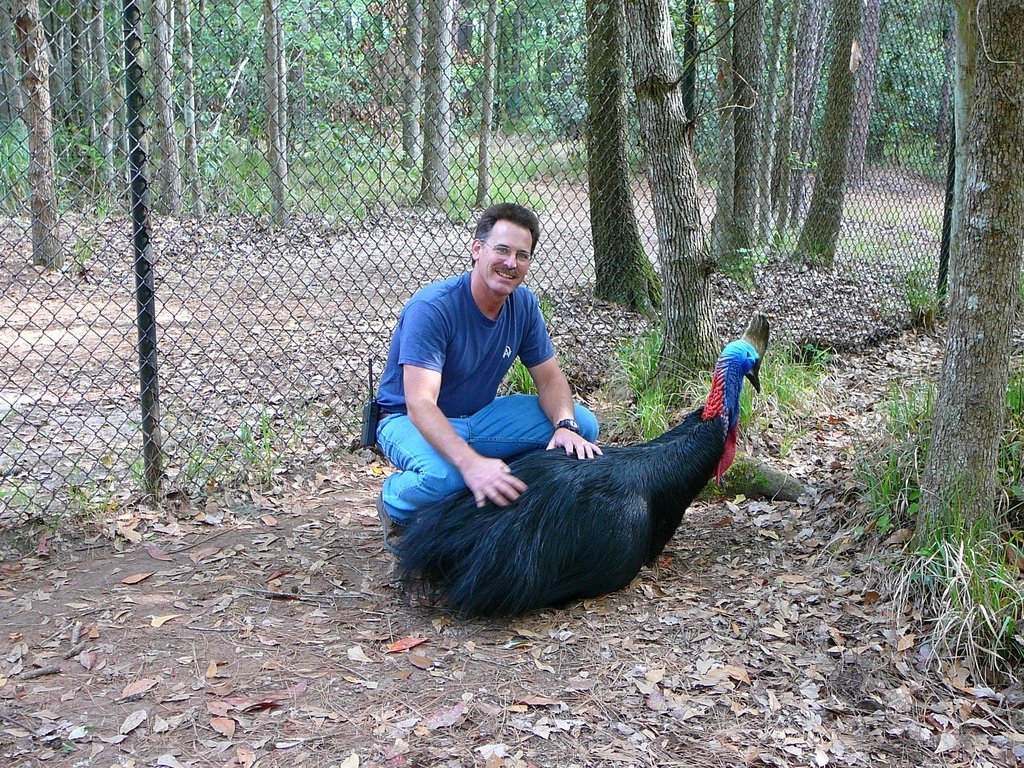 Save keystone Australian cassowary via IT