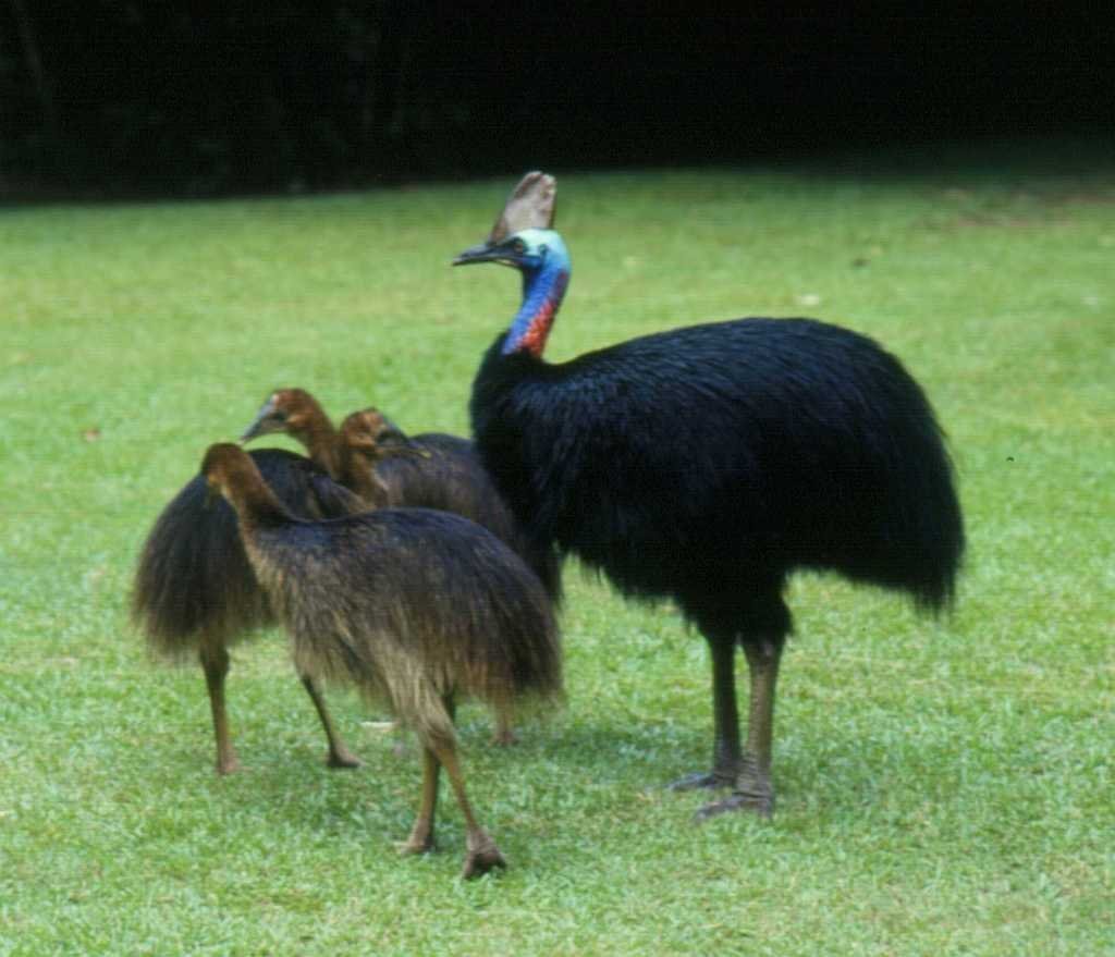 Save keystone Australian cassowary via IT