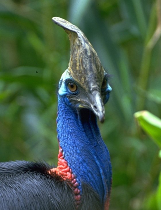 Save keystone Australian cassowary via IT