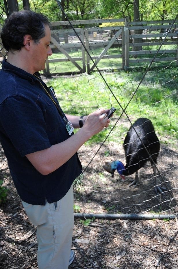 Save keystone Australian cassowary via IT