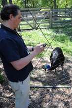 Save keystone Australian cassowary via IT