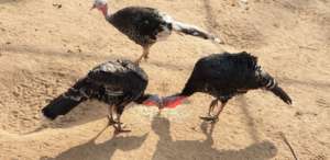 Turkeys in chicken farm