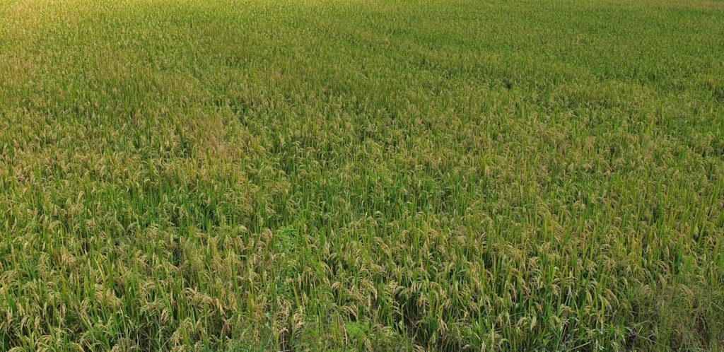 Organic rice cultivation
