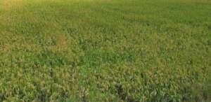 Organic rice cultivation