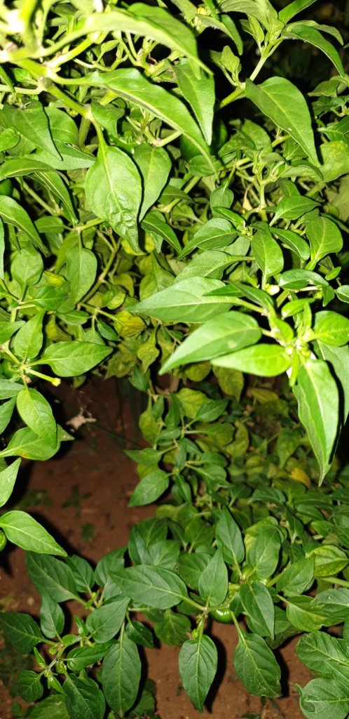 Organic chilli cultivation