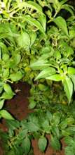 Organic chilli cultivation