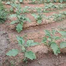 Organic brinjal
