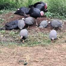 Poultry birds