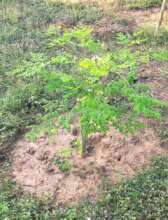 Drum stick planting for good yield