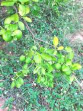 Lemon planting
