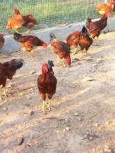 Chicken raising