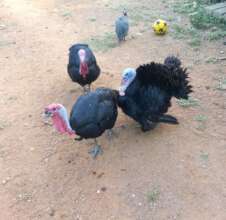 turkey keeping