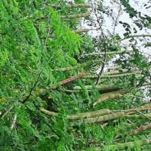 Drumstick cultivation