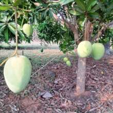 Organic mango farming
