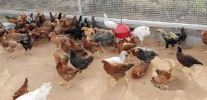 Country chicken farm