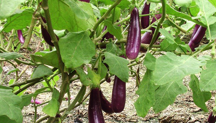 Organic food is safe for health awareness