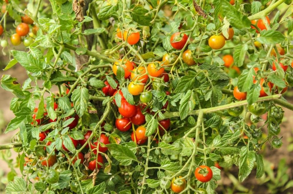 Organic food is safe for health awareness