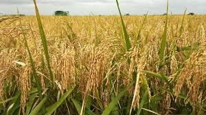 Organic food is safe for health awareness