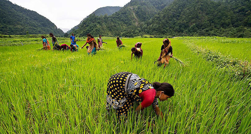 Organic food is safe for health awareness