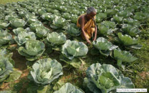 Organic food is safe for health awareness
