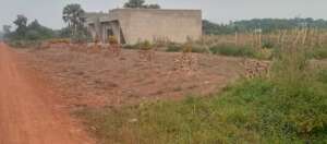 Trees planted by students flourishing