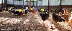 Birds (Chicken) in the poultry unit constructed