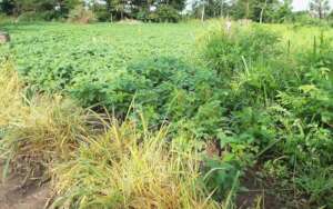 A demonstration garden for skilling students