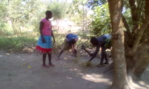 Girls cutting the grass for mixing